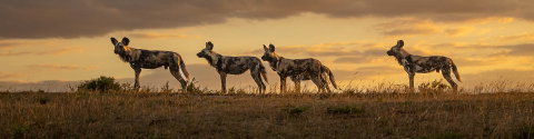 Vic Falls to Kruger