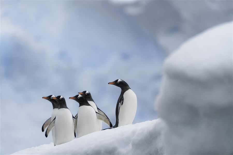 Penguins in Antarctica