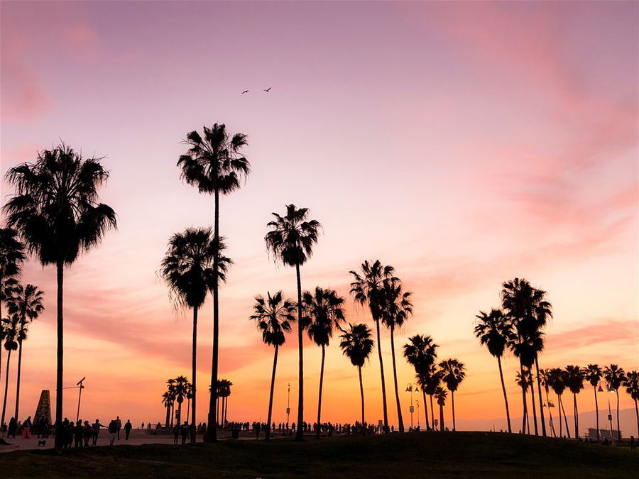 Silhouettes of palm trees against a sunset sky in Los Angeles