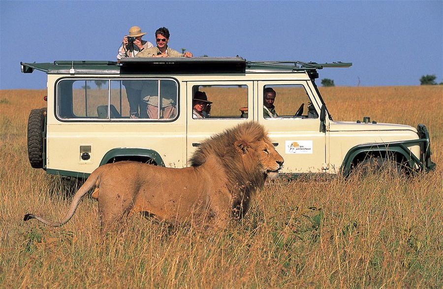 A couple in an open top jeep observe a lion on safari in Africa