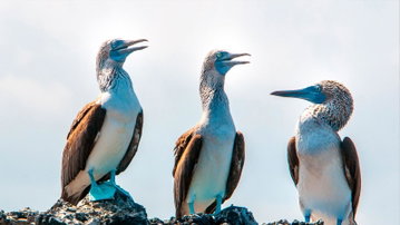 Galapagos - West and Central Islands aboard the Reina Silvia Voyager (Cruise Only)