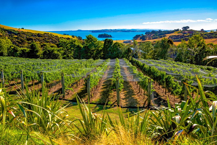 Waiheke Island, New Zealand