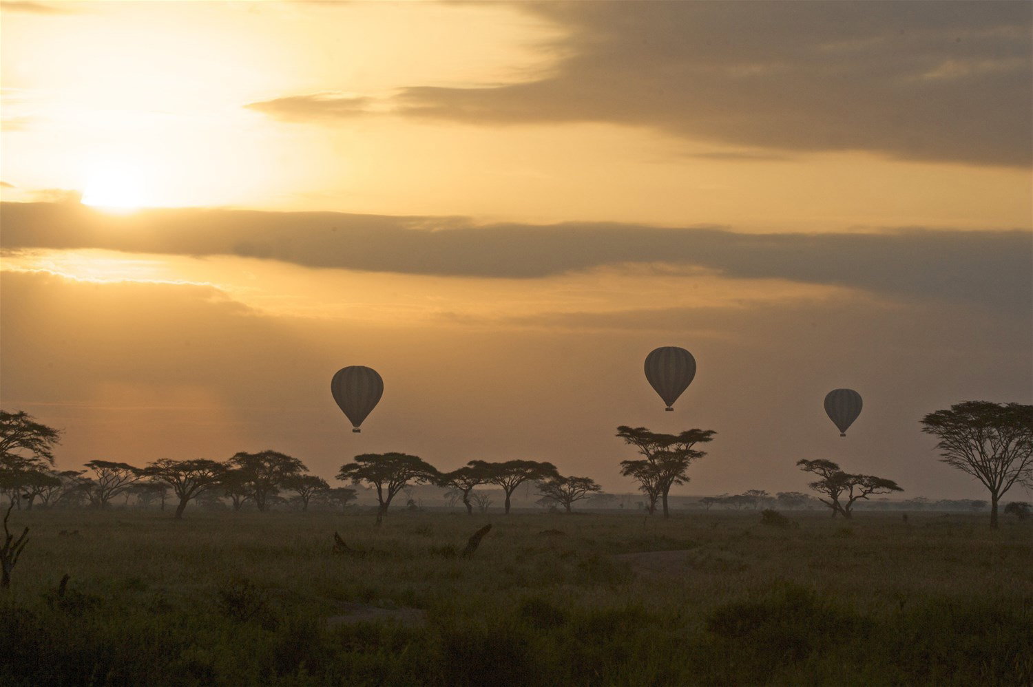 Hot air balloons floating above acacia trees at sunrise during a Serengeti and Ndutu safari