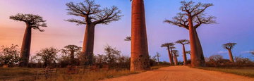 Madagascar Baobabs & Beyond