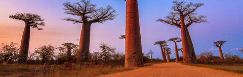 Madagascar Baobabs & Beyond