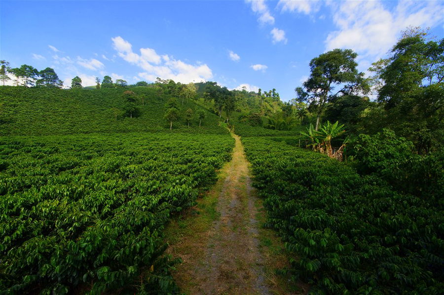 A path through green coffee plantations in Colombia