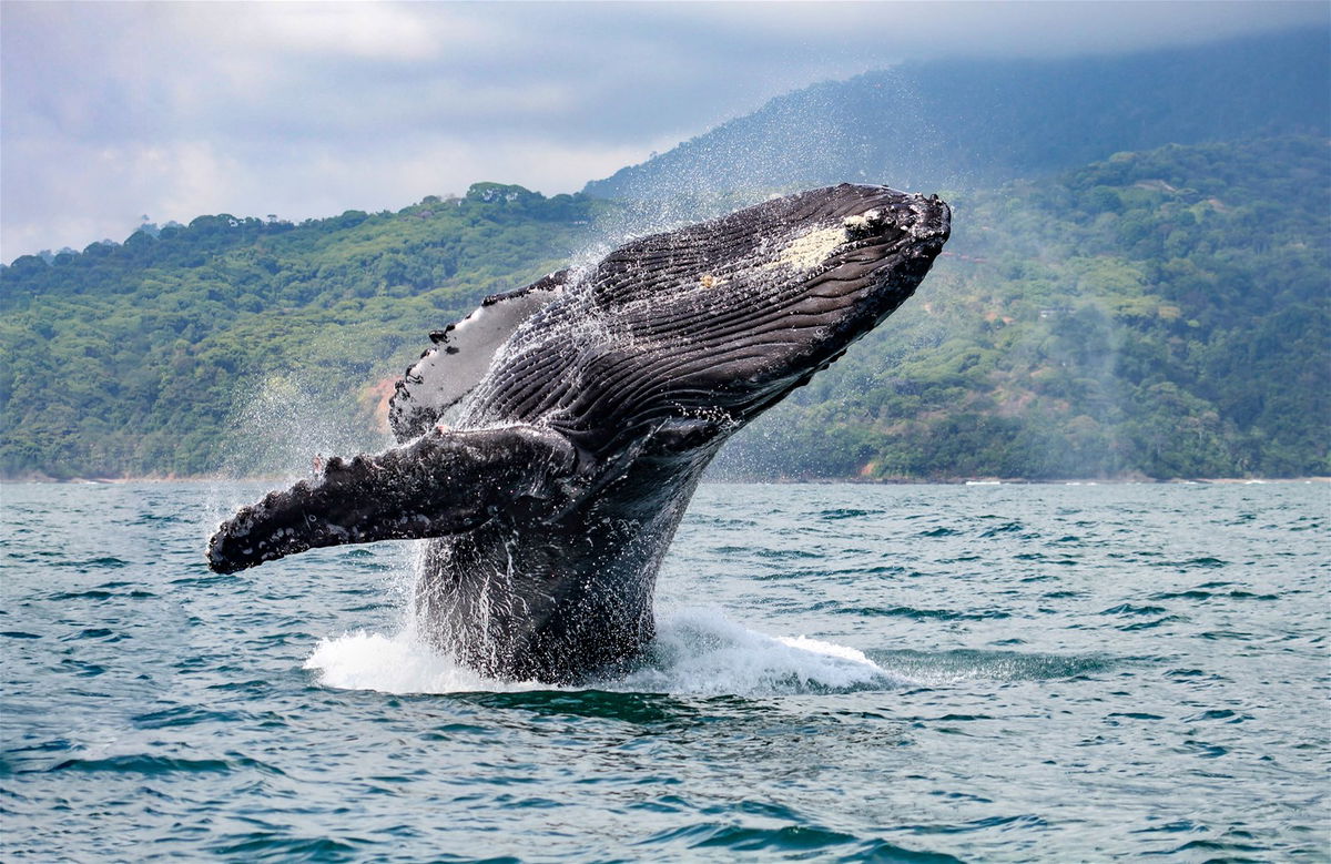 Whale Watching, Uvita | Trailfinders