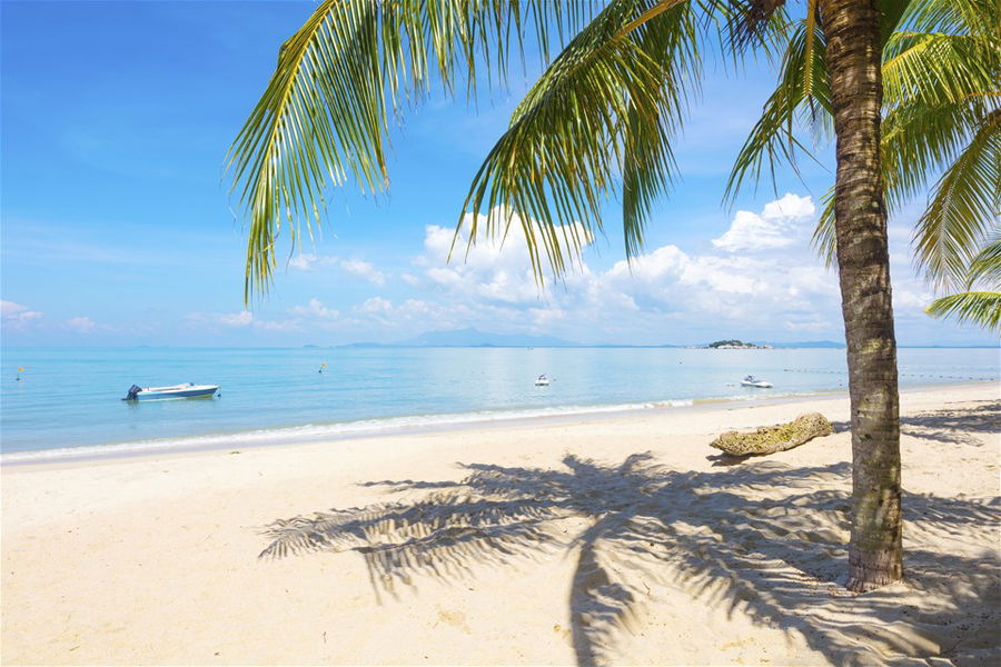 Palm tree at beach in Penang, Malaysia