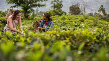 India to Sri Lanka: The Pink City & Spice Gardens