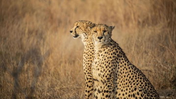 South Africa: Kruger, Cape Town & Stellenbosch Vineyards